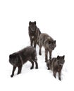 Black wolves isolated against a white background walking in the winter snow in Canada