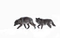 Black wolves isolated against a white background walking in the winter snow in Canada