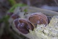 Black wood ear mushrooms Auricularia auricula-judae, growing on a branch