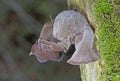 Black wood ear mushrooms Auricularia auricula-judae, growing on a branch