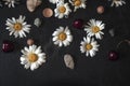 Heads of white daisies, red cherry, pebbles, shells and small a nut on black plywood Royalty Free Stock Photo