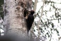 The black woodpecker, adult bird cleaning out nesting hole.