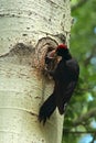 Black woodpecker bird