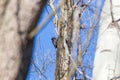 Black Woodpecker - Chordata climbs high in tree branches