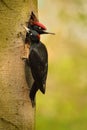 Black Woodpecker datel cerny - Dryocopus martius - Black Woodpecker