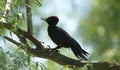 Black Woodpecker Driocopus martius