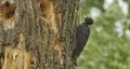 Black Woodpecker Driocopus martius