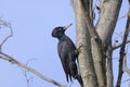 Black woodpecker, dryocopus martius Royalty Free Stock Photo