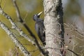 Black woodpecker, dryocopus martius