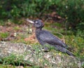 Black Woodpecker Dryocopus martius Royalty Free Stock Photo