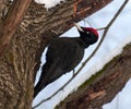 Black woodpecker (Dryocopus martius)