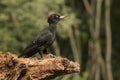 Black woodpecker, Dryocopus martius. Bird