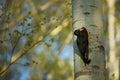 Black woodpecker Dryocopus martius. Royalty Free Stock Photo