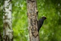 Black woodpecker Dryocopus martius. Royalty Free Stock Photo