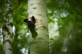 Black woodpecker Dryocopus martius. Royalty Free Stock Photo