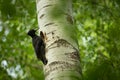 Black woodpecker Dryocopus martius. Royalty Free Stock Photo