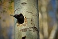 Black woodpecker Dryocopus martius. Royalty Free Stock Photo