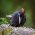 The Black Woodpecker, Dryocopus martius Royalty Free Stock Photo