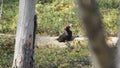 Black woodpecker Dryocopus martius