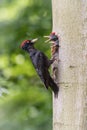 The Black Woodpecker, Dryocopus martius is feeding its chicks before they will have the first flight out. Nesting cavity is in old