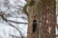 Black woodpecker Dryocopus martius