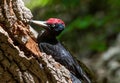 Close up of Black woodpecker Dryocopus martius Royalty Free Stock Photo