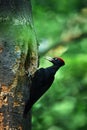 Black woodpecker Dryocopus martius at the nest nest hole. Black woodpecker in green forest.