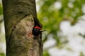 Black woodpecker (Dryocopus martius) peeks out of the cavity. Royalty Free Stock Photo