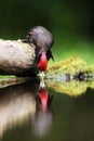 The black woodpecker Dryocopus martius portrait, Black woodpecker drinking from the water hole