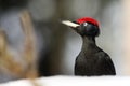 The black woodpecker Dryocopus martius portrait on the snow