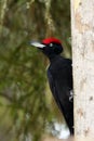 The black woodpecker Dryocopus martius sits on a dry trunk. A large black woodpecker with a red head sits on a bare trunk in Royalty Free Stock Photo