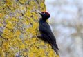 The black woodpecker Dryocopus martius sits on a tree Royalty Free Stock Photo