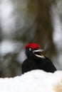 The Black Woodpecker Dryocopus Martius Sitting On The Ground On A Snowy Hill. Portrait Of A Big Black Woodpecker With A Red Head