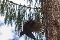 Black woodpecker Dryocopus martius