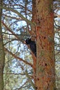 Black Woodpecker (Dryocopus martius)