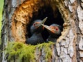 Black woodpecker Dryocopus martius with two youngs in the nest hole. Wildlife scene from Czech forest Royalty Free Stock Photo