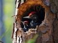 Black woodpecker Dryocopus martius with two youngs in the nest hole. Wildlife scene from Czech forest Royalty Free Stock Photo