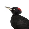 Black Woodpecker, Dryocopus martius, on white Royalty Free Stock Photo