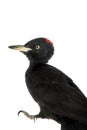 Black Woodpecker, Dryocopus martius, on white Royalty Free Stock Photo