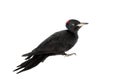 Black Woodpecker, Dryocopus martius, on white
