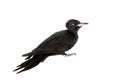 Black Woodpecker, Dryocopus martius, on white Royalty Free Stock Photo