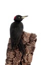 Black Woodpecker, Dryocopus martius, on white Royalty Free Stock Photo