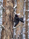 A black woodpecker flies up to a dry tree and sits on it. The bark of a pine tree is torn off by a woodpecker