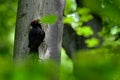 Black woodpecker in the green summer forest. Woodpecker near the nest hole. Wildlife scene with black bird in the nature habitat. Royalty Free Stock Photo