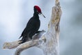 A black woodpecker hunting grubs while perched on a log