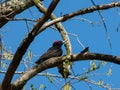 Black Woodpecker in search of insects.Dryocopus martius