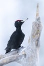 Black woodpecker searching for food on log in vertical format