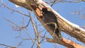 Black Woodpecker using its bill to dig for insects in a tree. Dryocopus martius
