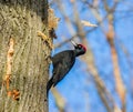 Black woodpecker at work (Dryocopus martius)