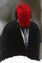 The black woodpecker, Dryocopus martius, portrait on the snow